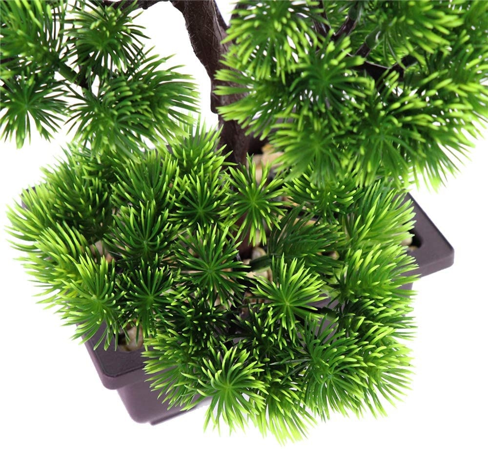 نبات بونساي الصنوبر الياباني ل - مراجعة Japanese Garden Bonsai وسعره