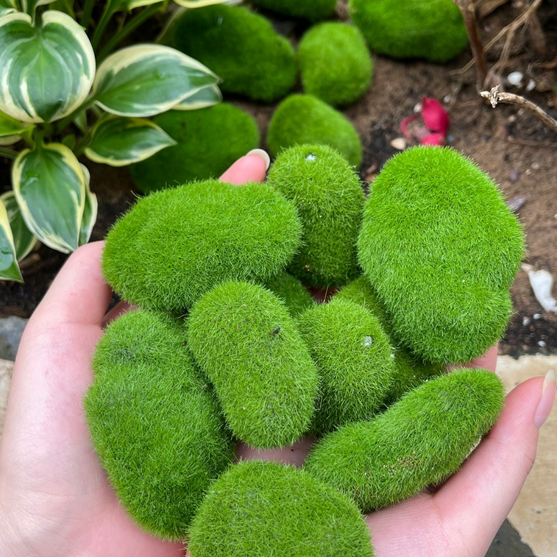 50/5 قطع من أحجار الطحلب الاصط - مراجعة Bonsai Rock Garden وسعره