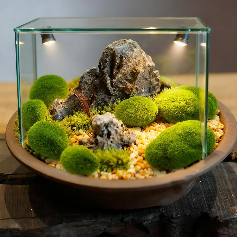 50/5 قطع من أحجار الطحلب الاصط - مراجعة Bonsai Rock Garden وسعره